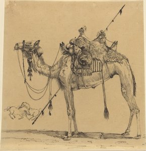 Il cammello
