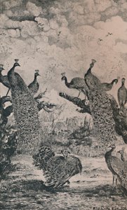I pavoni, 1869, 1946 da Rodolphe Bresdin