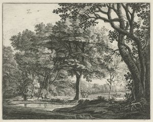 Cervi nella foresta dell