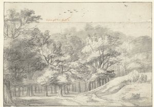 Veduta nel bosco dell