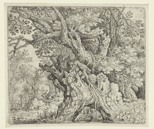 Alberi nodosi vicino all