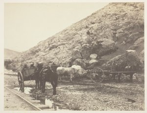 Bovini e carri che lasciano Balaklava