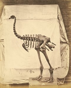 Dinornis Elephantopus Dinosauro da Roger Fenton