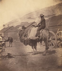 [Uomo a cavallo di un cammello] da Roger Fenton