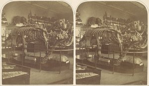 Il Megatherium, Museo Britannico da Roger Fenton