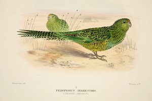 Pappagallo di terra, incisione colorata a mano da Roland Green