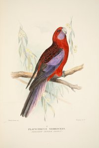 Pappagallo Cremisi del Nord, pub. 1916 incisione colorata a mano