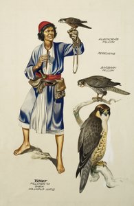 Yusef, Falconer to Sheik Mahmoud Hafiz (gouache su carta) da Ron Embleton