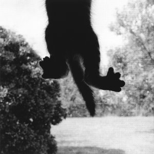 Gatto che si arrampica da Ron Evans