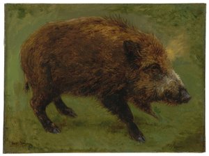 Il cinghiale