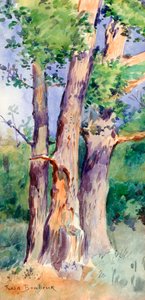 Studio di alberi, c1842-1899