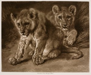  da Rosa Bonheur