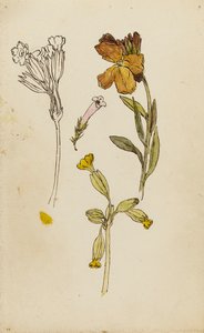 Studio di fiori, violacciocca e primula