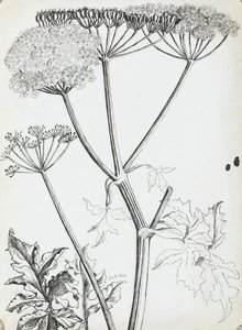 Prezzemolo di mucca da Rosalie Brill