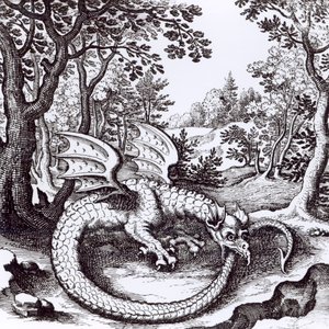 Un drago nella foresta, da 