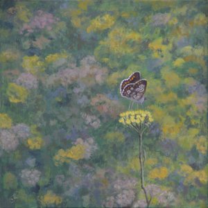 Brown Argus (dopo una foto di Sara Crow)
