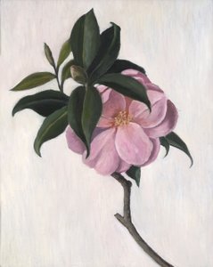 Camelia, 1998