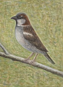 Passero domestico, 2008