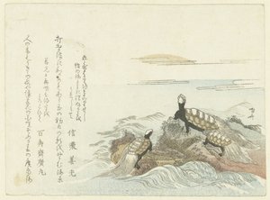 Tartarughe su una roccia