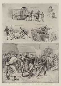 Scene dalla mostra del bestiame alla Agricultural Hall, Islington da S.T. Dadd