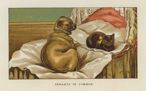 Inquilini in Comune da S.T. Dadd