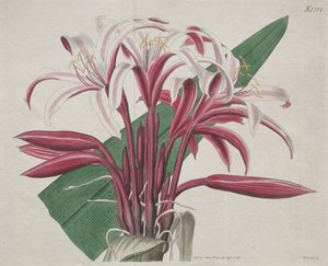 Il Magazine Botanico o Giardino dei Fiori: Stately Crinum