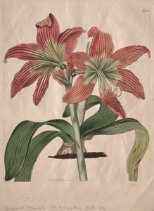 Il Magazine Botanico o Giardino dei Fiori: Il Giglio del Lago di Montagna, 1827