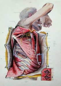 Dissezione della faccia laterale destra del torace, da un libro di anatomia da S. Dupret
