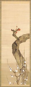 Fiori di prugna rossi e bianchi da Sakai Oho