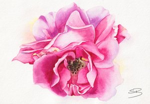 Rosa in fiore da Salome