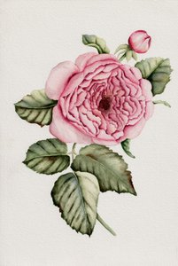 Rosa rosa botanico da Salome