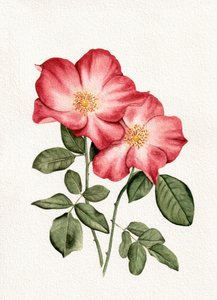 Rose rosa botanico da Salome