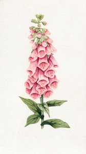 Delfinio rosa delicato da Salome