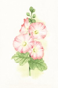 Malvarose rosa - Acquerello da Salome