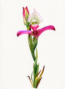 Fiore di orchidea rosa da Salome