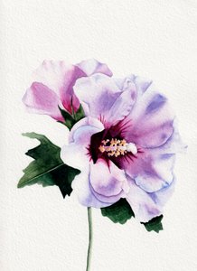 Fiori di ibisco viola da Salome