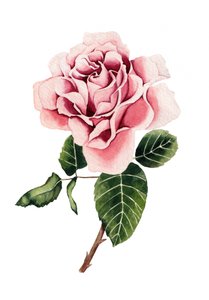 Rosa acquerellata da Salome