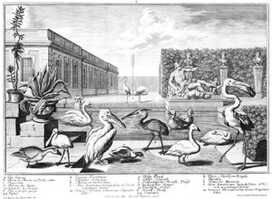 Uccelli acquatici