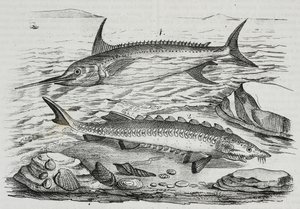 1 Pesce spada (Xiphias gladius), 2 Storione (Acipenser sturio), da Poliorama Pittoresco, n. 10, 16 ottobre da Salvatore Puglia