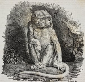 Scimmia albina nel Jardin des Plantes, giardino botanico di Parigi, Francia, litografia di Salvatore Puglia da Poliorama Pittoresco, n 23, 14 gennaio