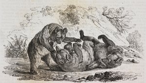 Orsi delle Asturie, Spagna, litografia di Salvatore Puglia da Poliorama Pittoresco, n 9, 7 ottobre
