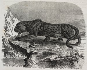 Pantera nera nel Jardin des Plantes, giardino botanico di Parigi, Francia, da Poliorama Pittoresco, n. 26, 4 febbraio da Salvatore Puglia