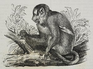 Scimmia notturna douroucoulis (Aotus trivirgatus), da Poliorama Pittoresco, n. 46, 25 giugno da Salvatore Puglia