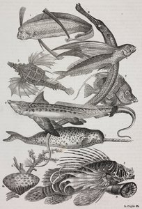 Creature oceaniche: 1 Dattiloftera, 2 Syngnathus, 3 Pegasus, 4 Trachypterus, 5 Chaetodon, 6 Pesce coniglio, 7 Unicorno (narvalo), 8 Pteroid volanti, 9 Attinia da Salvatore Puglia