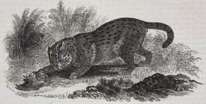 Gatto di Sumatra, litografia di Salvatore Puglia da Poliorama Pittoresco, n 47, 1 luglio da Salvatore Puglia