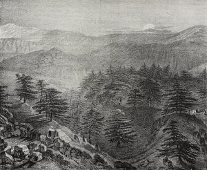 Vista del Monte Libano con i suoi famosi cedri, Libano, da Poliorama Pittoresco, n. 10, 15 ottobre da Salvatore Puglia