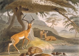 Il Pallah da Samuel (after) Daniell