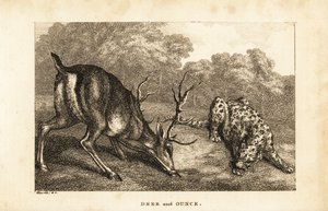 Incontro tra un cervo, Cervus elaphus, e un leopardo delle nevi, Panthera uncia da Samuel (after) Howitt
