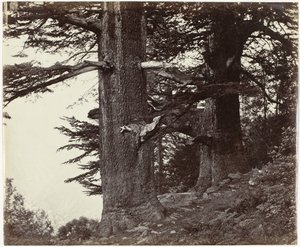 Due cedri, Himachal Pradesh da Samuel Bourne (attributed to)