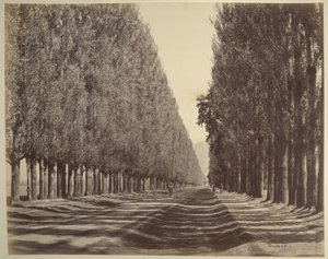 Una strada fiancheggiata da pioppi, Kashmir da Samuel Bourne